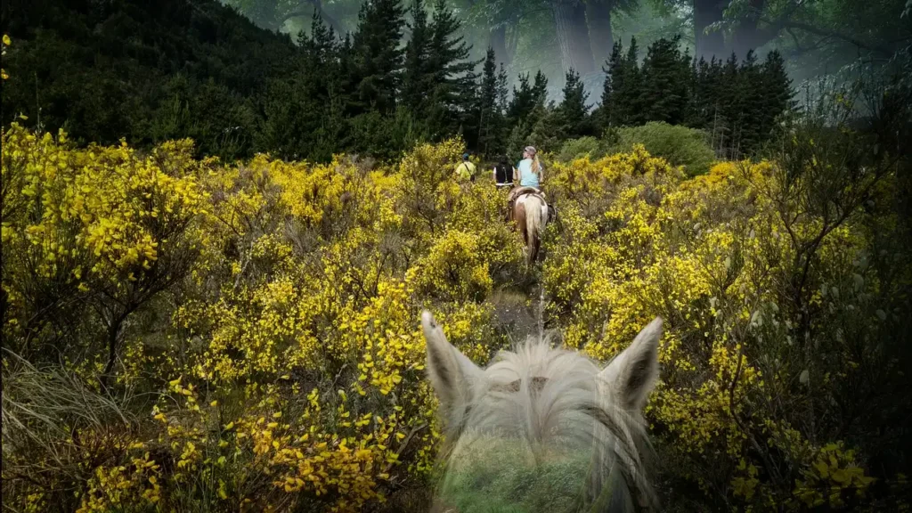 Giselle Zito ▷5 Claves del Decreto 875/2024: Designación en Parques Nacionales con Impacto Legal