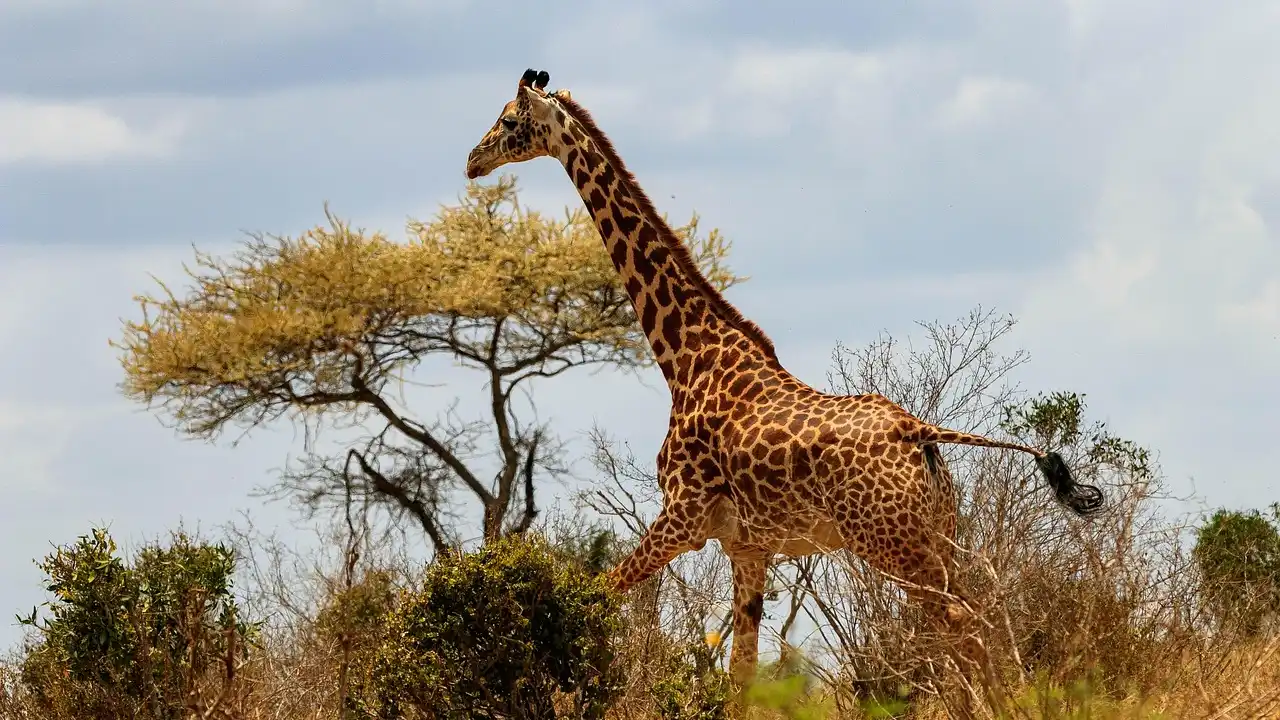 Luis Alejandro Levit: Un Embajador que Equilibra Dos Frentes