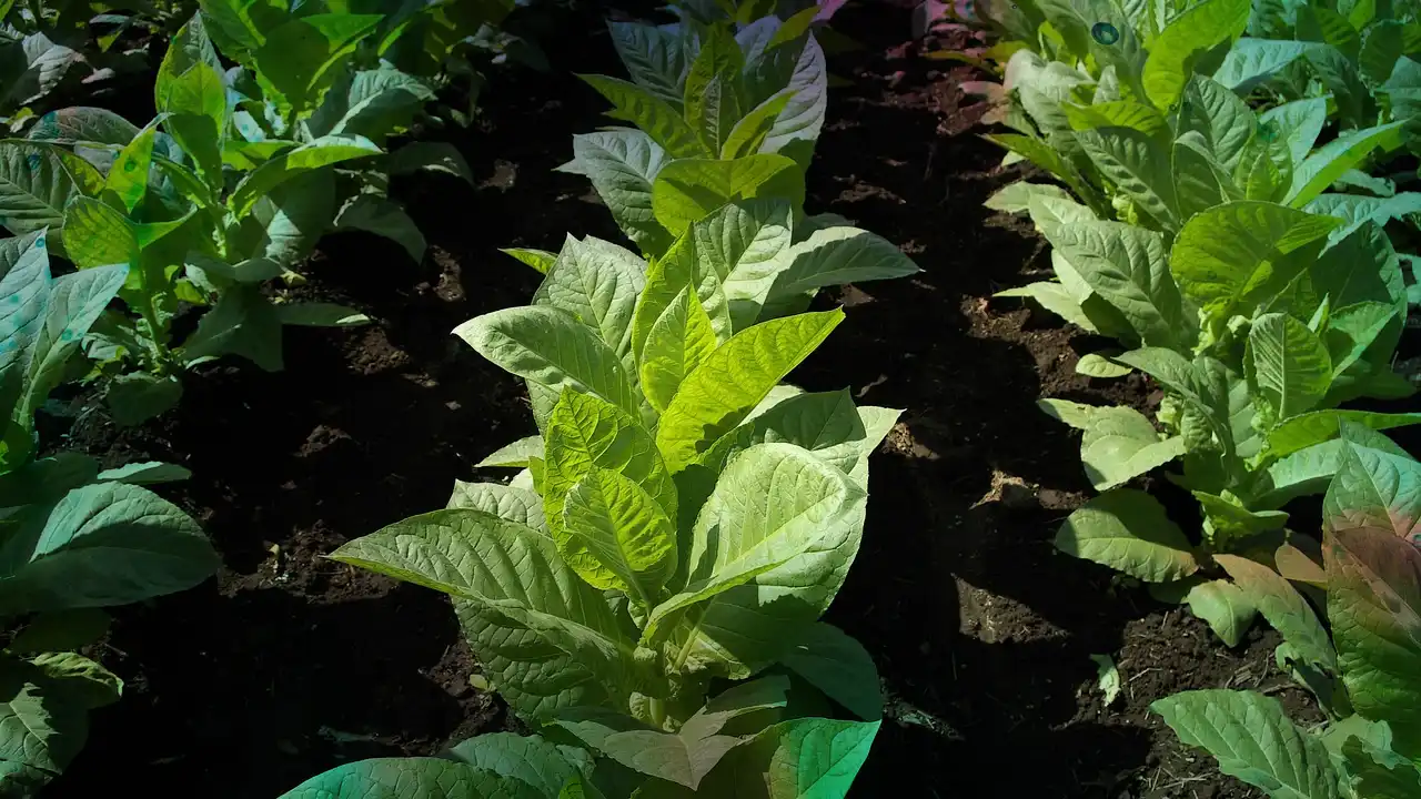 Nuevo Aumento Salarial para Trabajadores de Cosecha de Tabaco en Salta y Jujuy: Resolución 230/2024